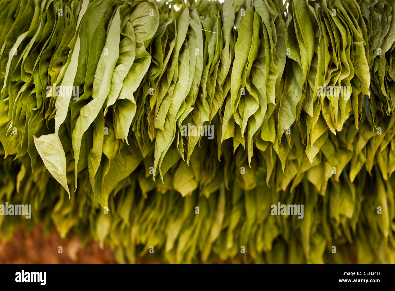 `green tobacco leaves,hanged up to dry Nicotiana sp. Stock Photo